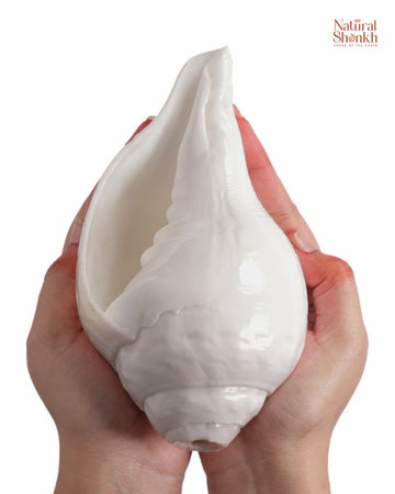 Vishnu Shankh (Natural White) - 11-12"