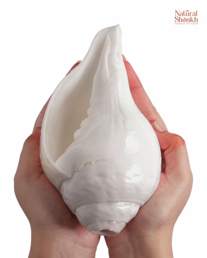 Vishnu Shankh (Natural White) - 11-12"