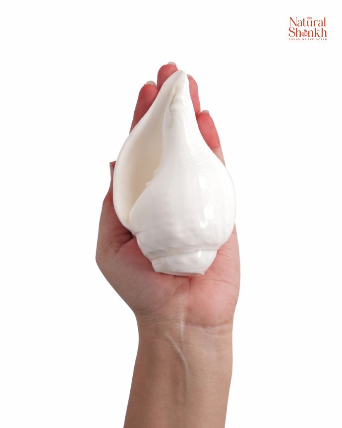 Vishnu Shankh (Natural White)
