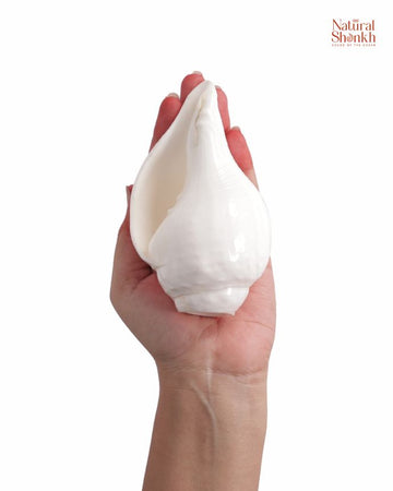Vishnu Shankh (Natural White) - Small