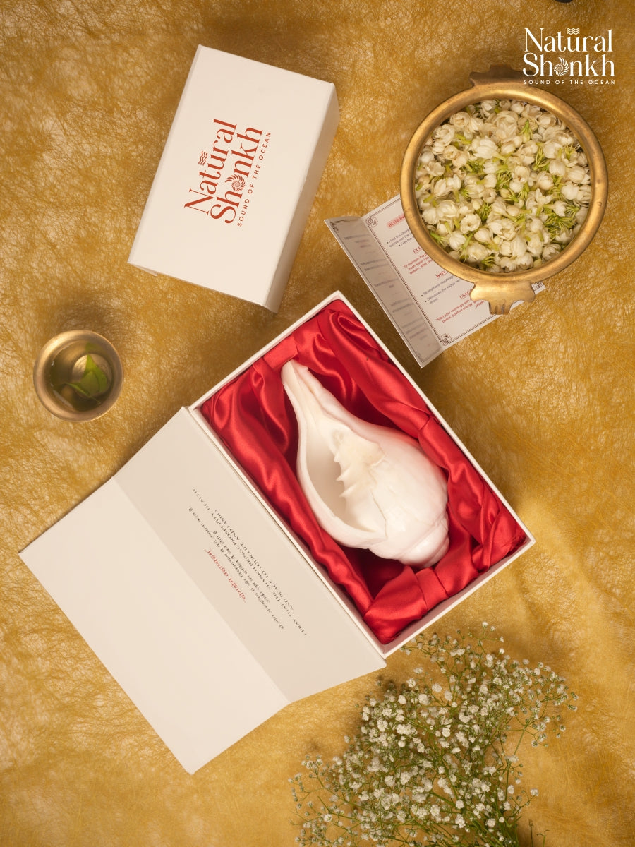 Vishnu Shankh (Natural White)