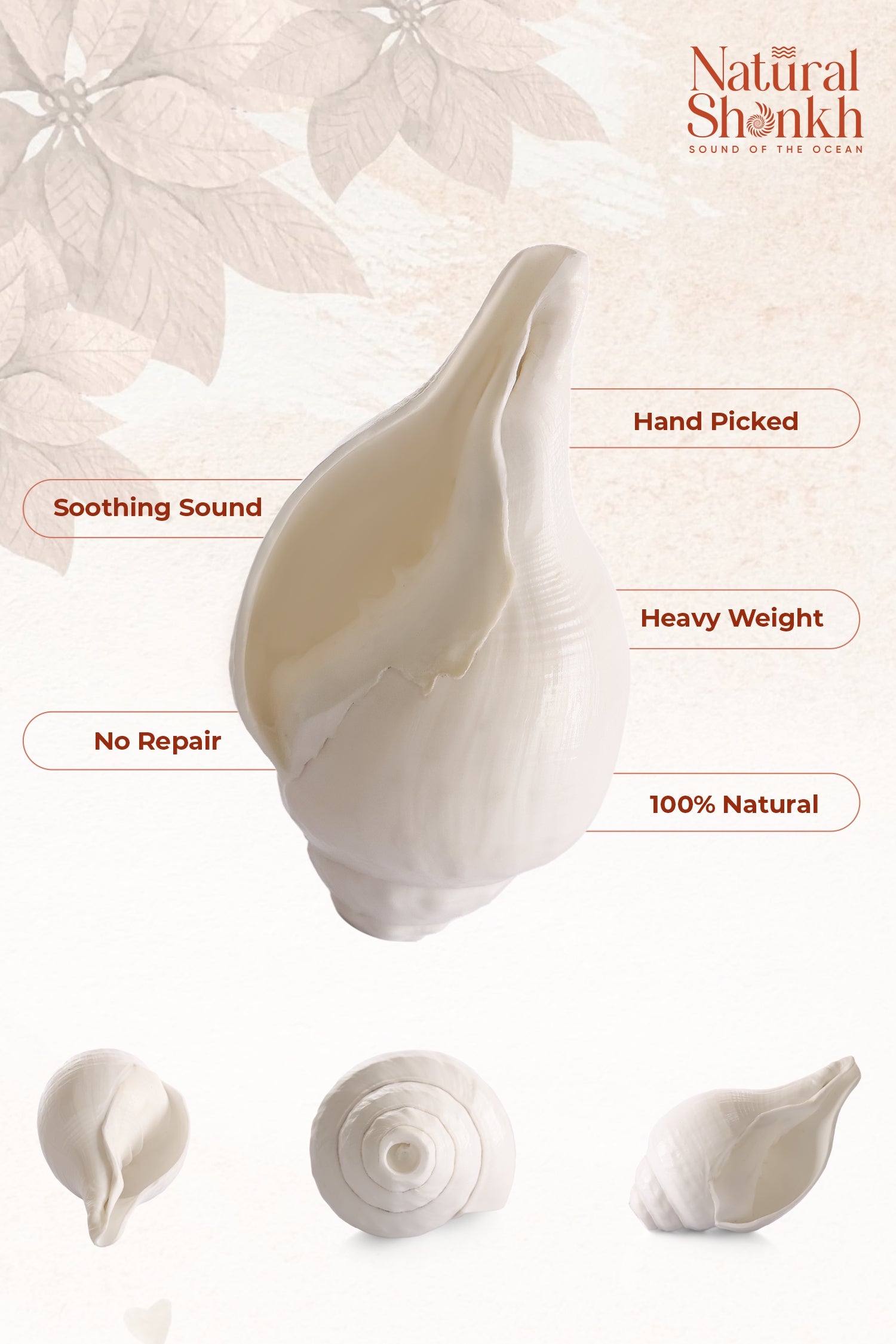 Vishnu Shankh (Natural White)