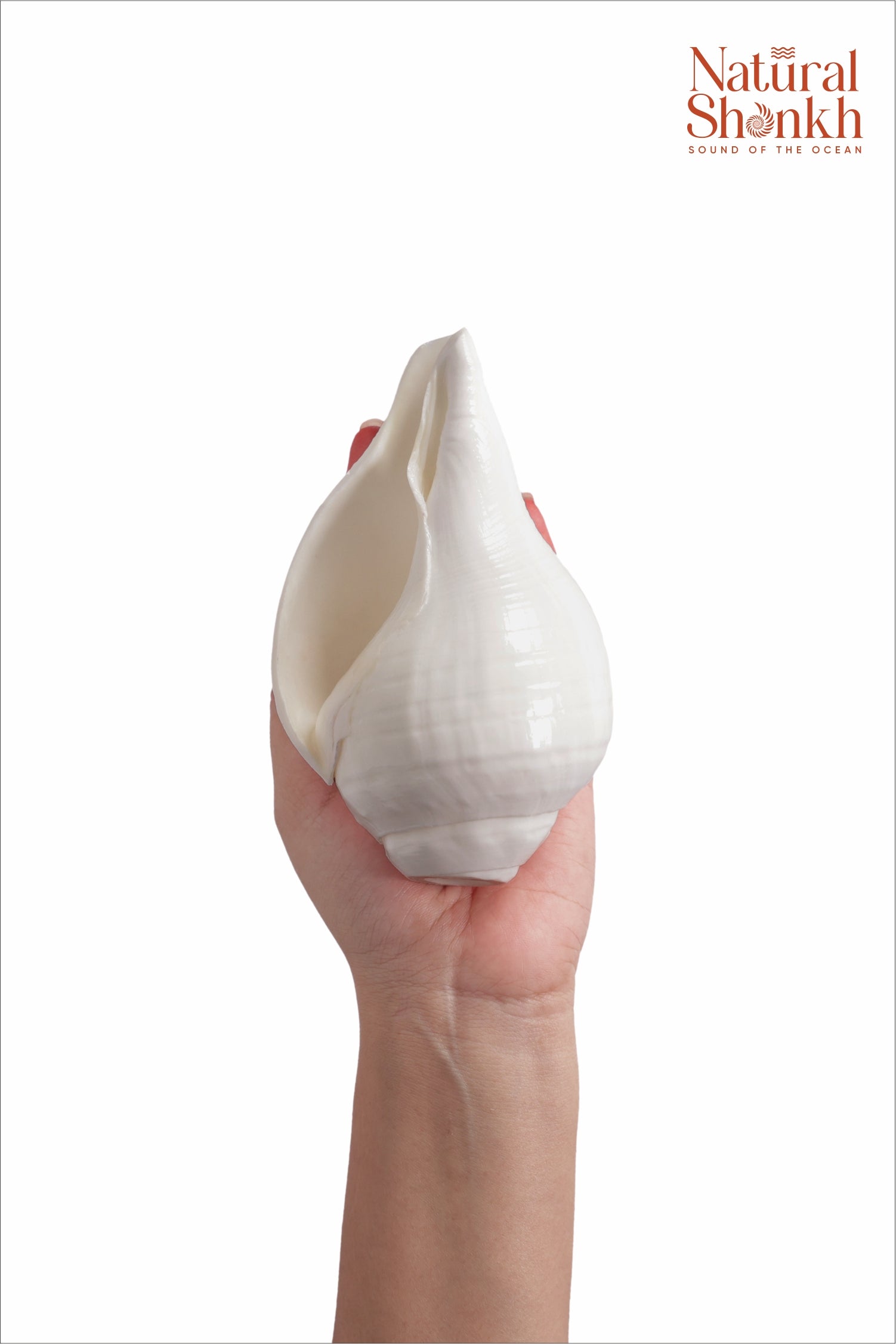 Vishnu Shankh (Natural White)