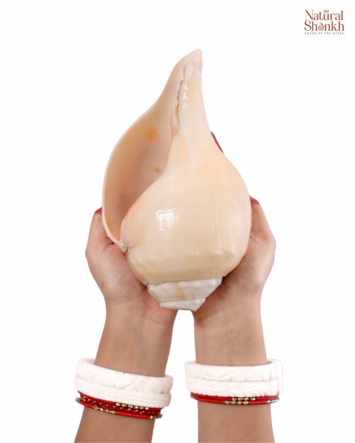 Vishnu Shankh Natural 13-14 inch 