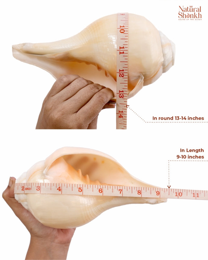 Vishnu Shankh Natural 13-14 inch 