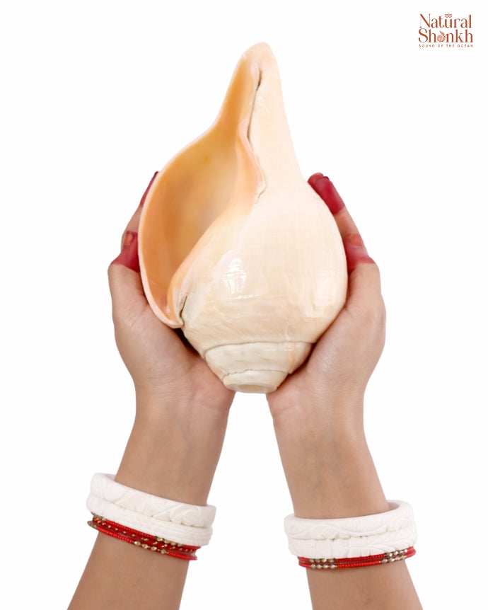 Vishnu Shankh (Natural Peach) - 14-15"