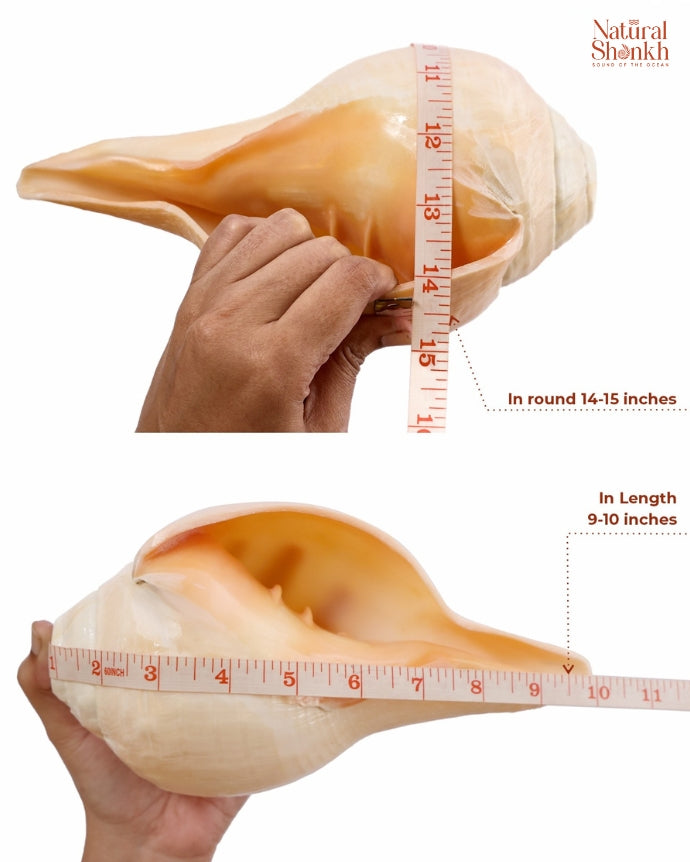 Vishnu Shankh Natural 14-15 inch hand