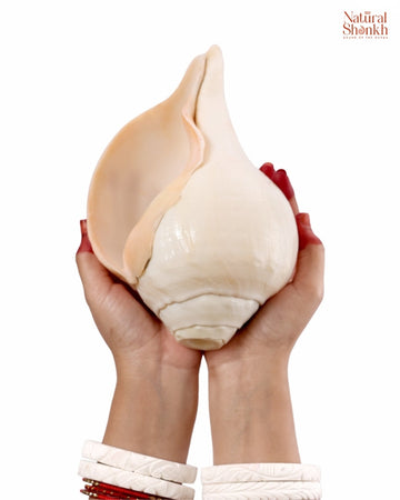 Vishnu Shankh Natural 15-16 inch hand