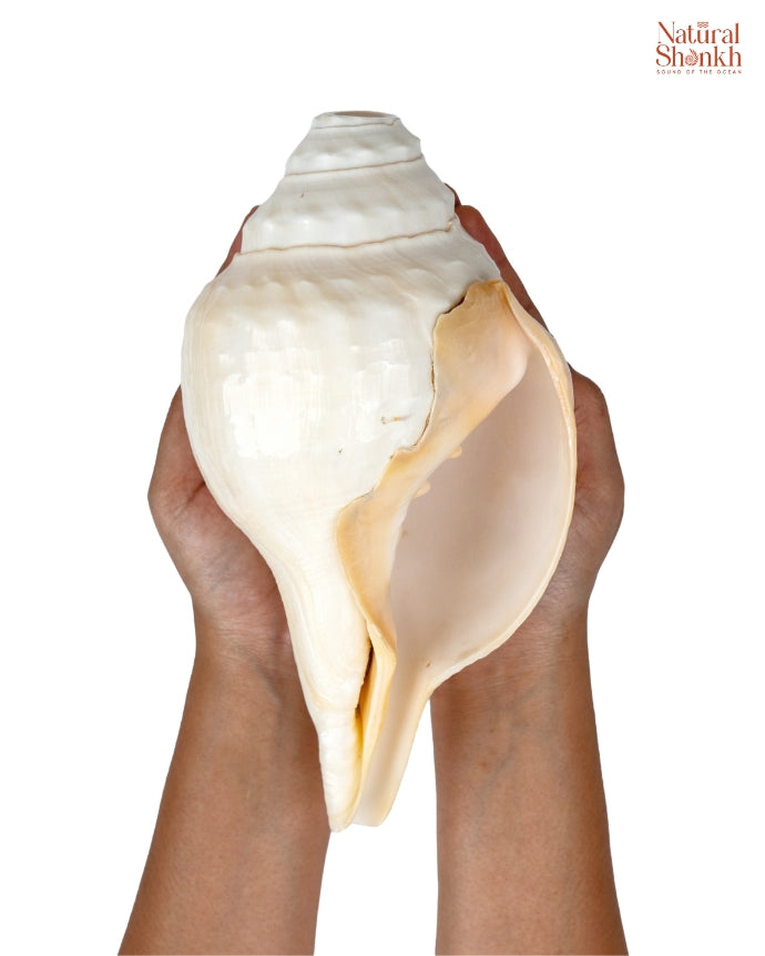 Vishnu Shankh Natural 16-17 inch hand