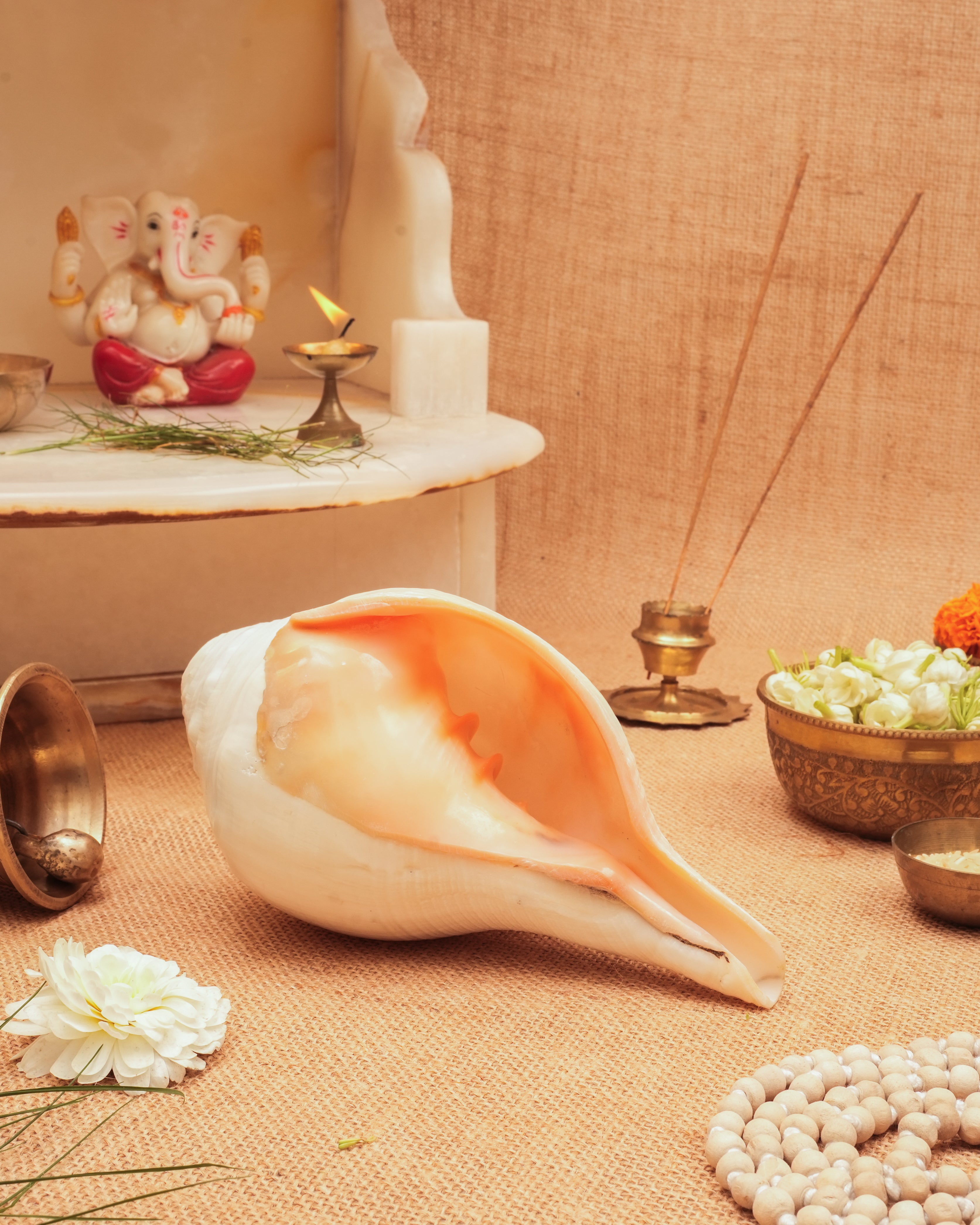 Vishnu Shankh (Natural Peach)