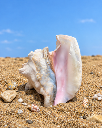 Annapurna Pink Conch - Large Size (Soothing and Peaceful Sound)