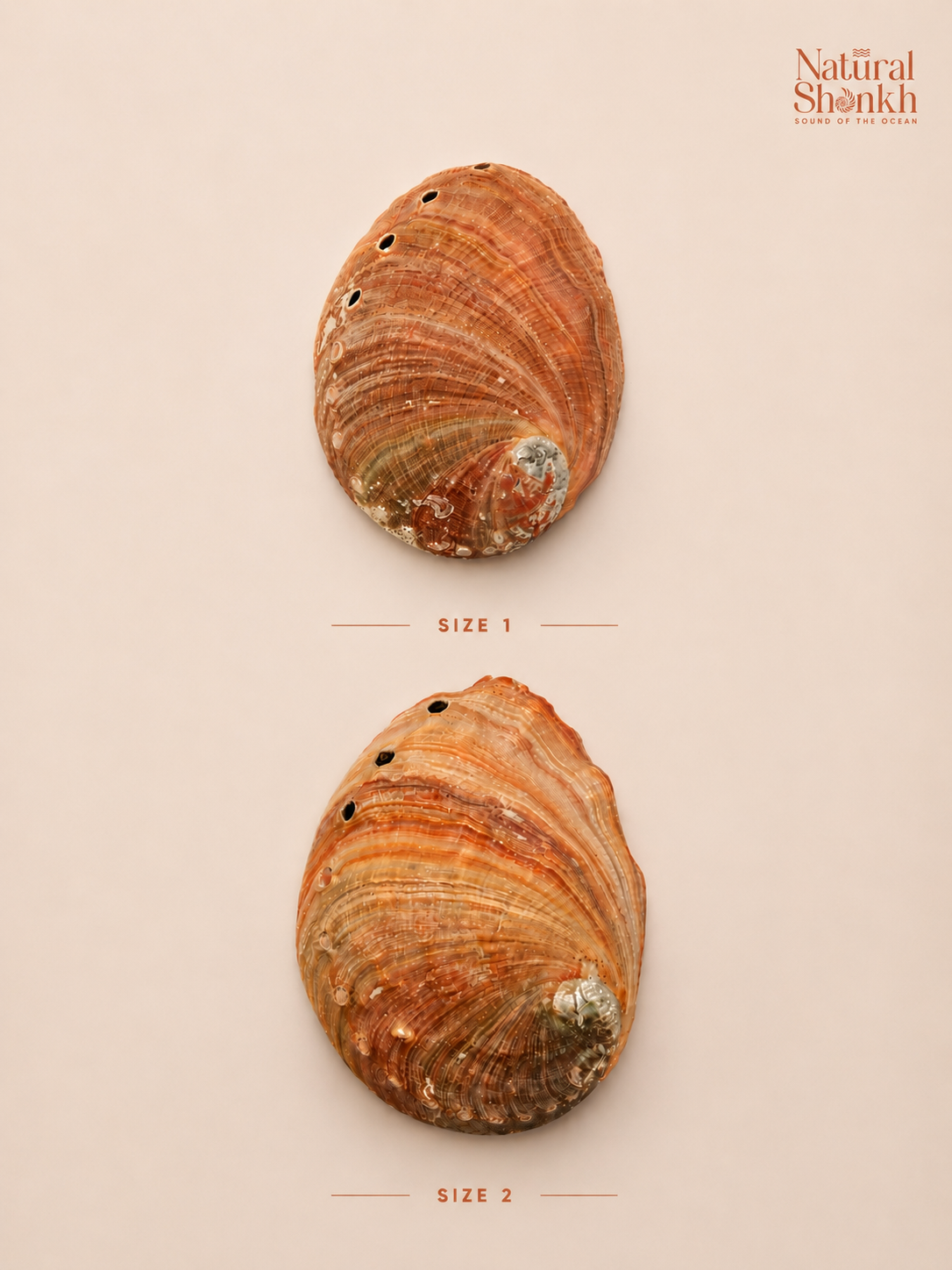 Red Abalone Seep
