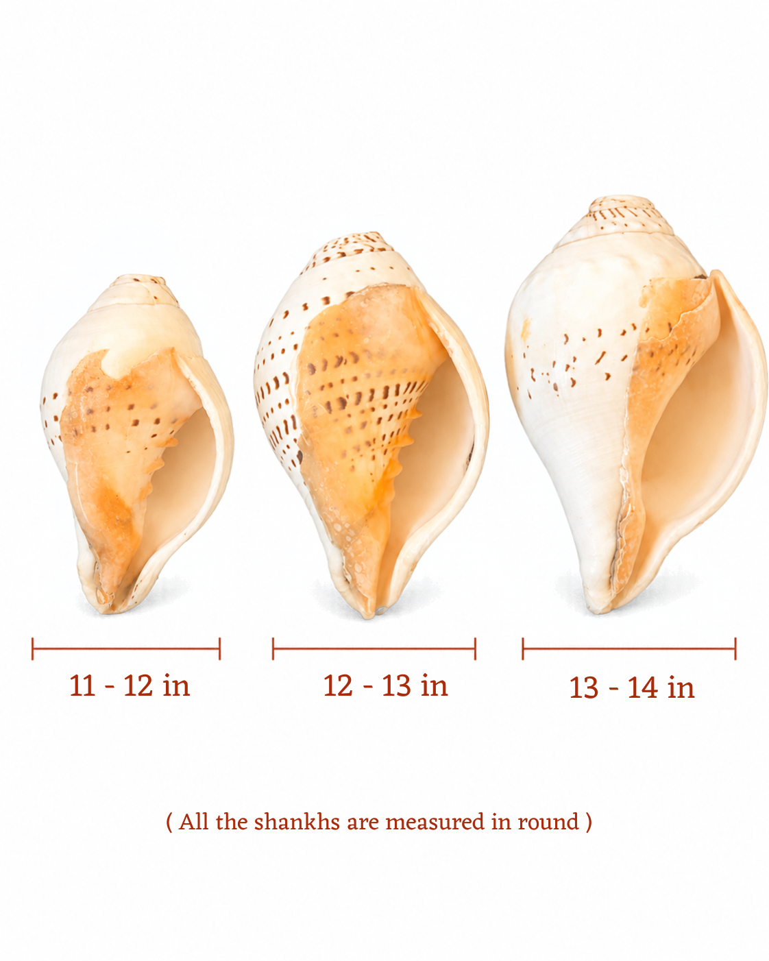 Gauri Shankh - Medium Sizes (Soothing and Loud Sound)