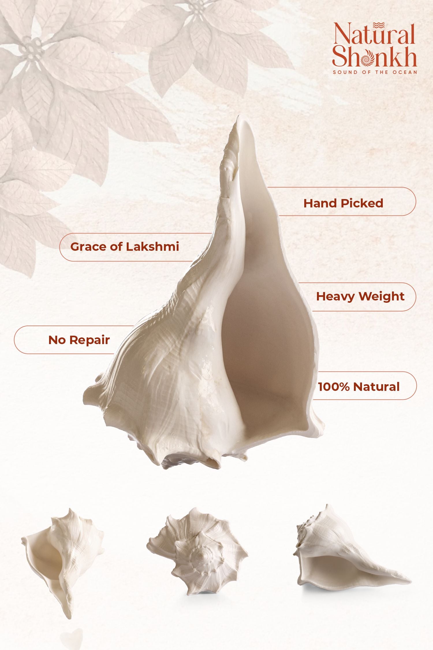 Dakshina-Varti Lakshmi Shankh (White Colour)