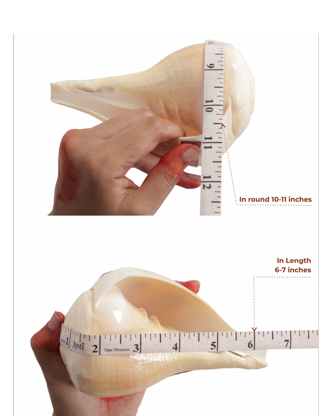 Natural Padam Shankh - Small Sizes (Sharp and Loud Sound)