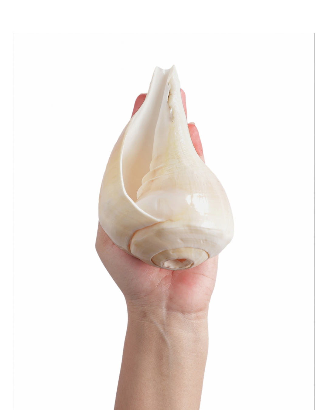 Natural Padam Shankh - Small Sizes (Sharp and Loud Sound)