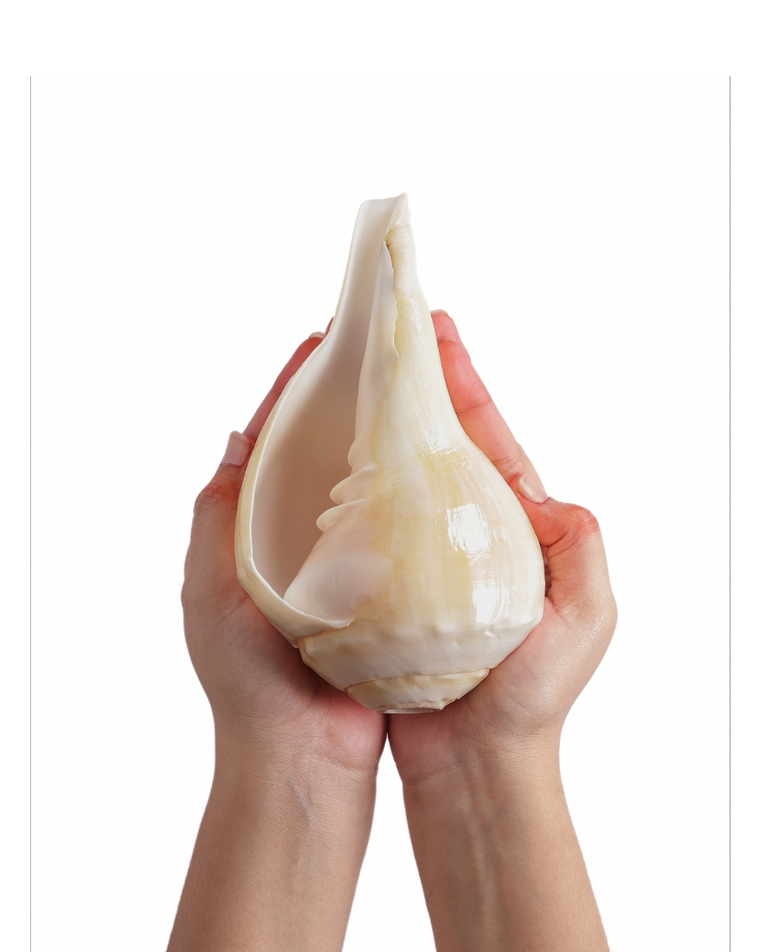 Natural Padam Shankh - Medium Sizes (Loud and Soothing Sound)