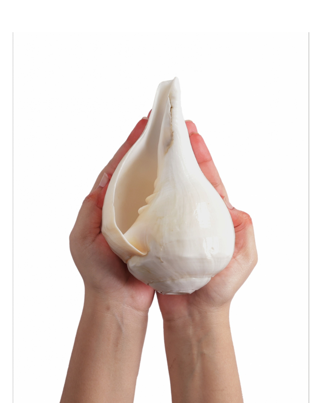 Natural Padam Shankh - Medium Sizes (Loud and Soothing Sound)