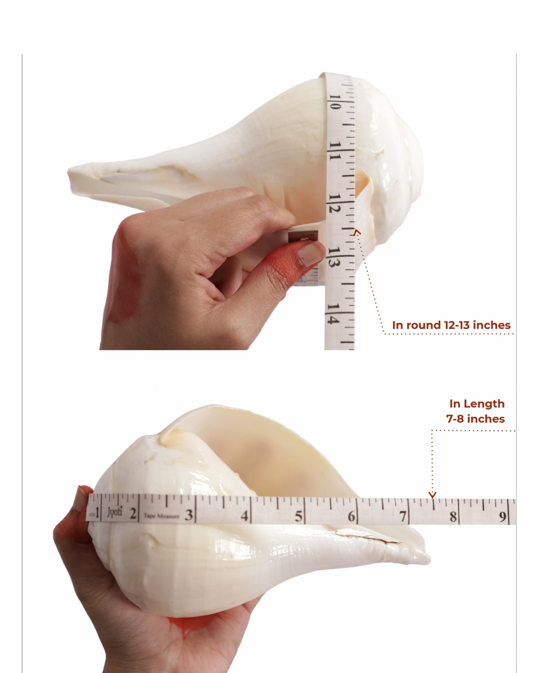 Natural Padam Shankh - Medium Sizes (Loud and Soothing Sound)