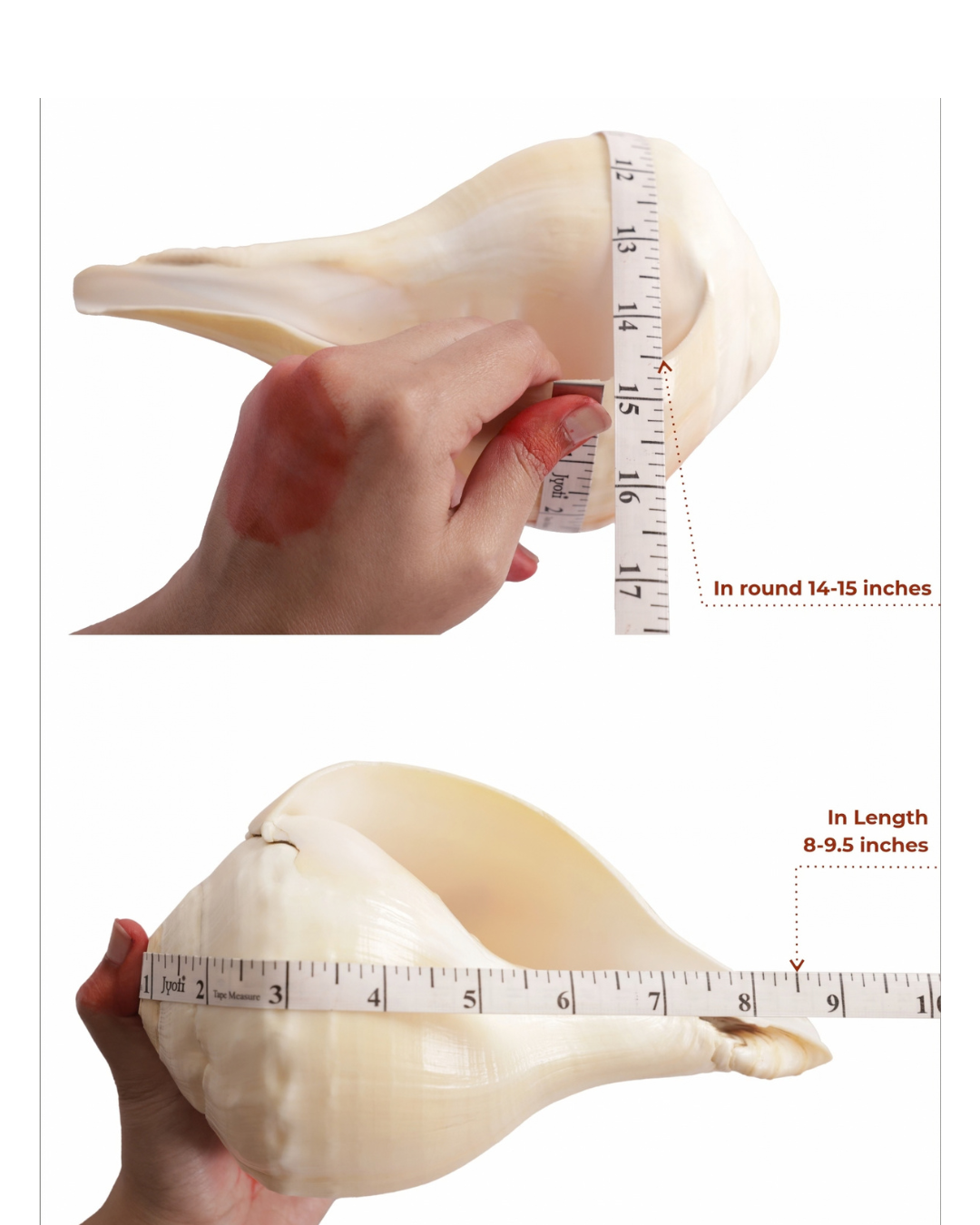 Natural Padam Shankh - Large Sizes (Vibrating 'Om' Sound)