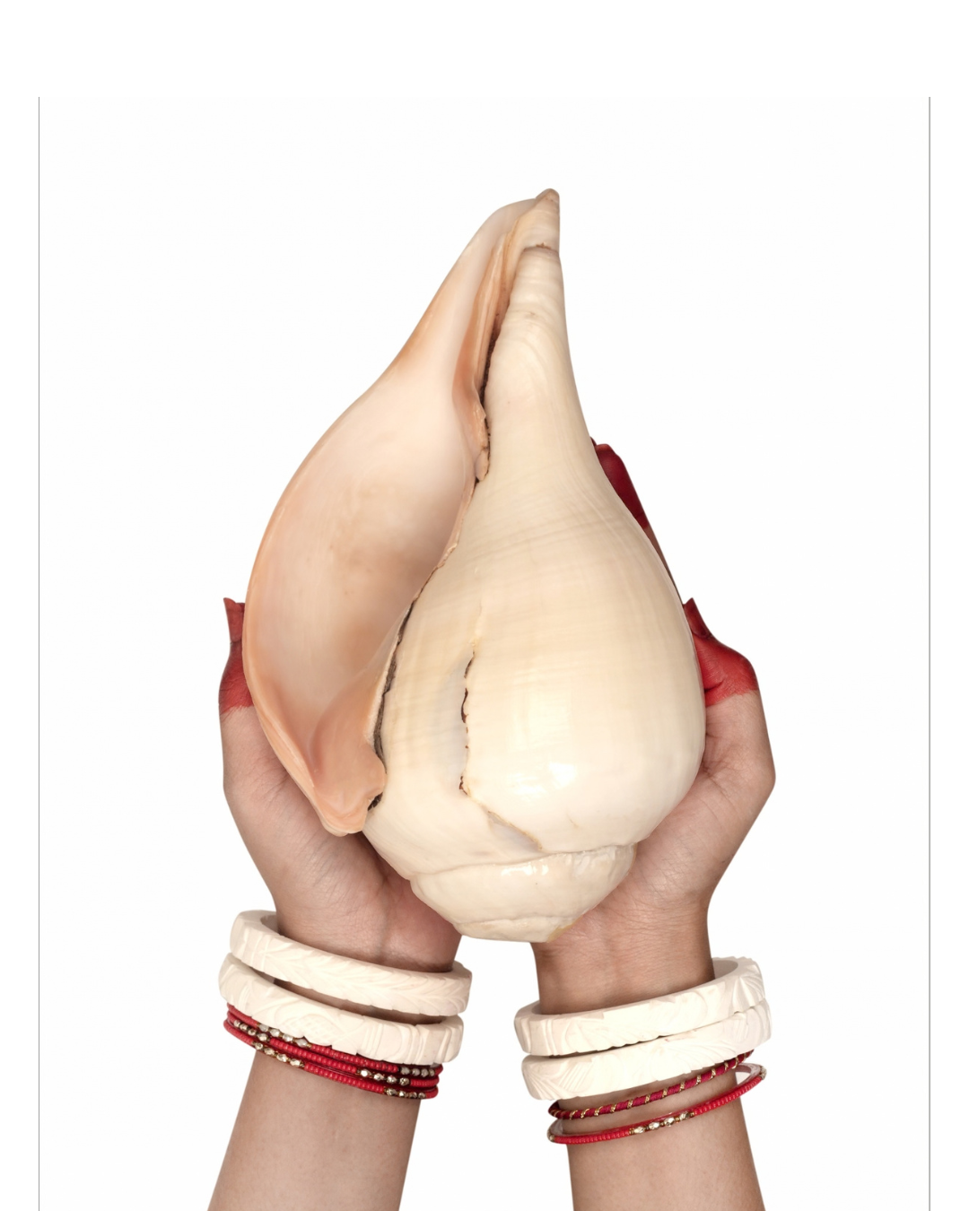 Natural Padam Shankh - Large Sizes (Vibrating 'Om' Sound)