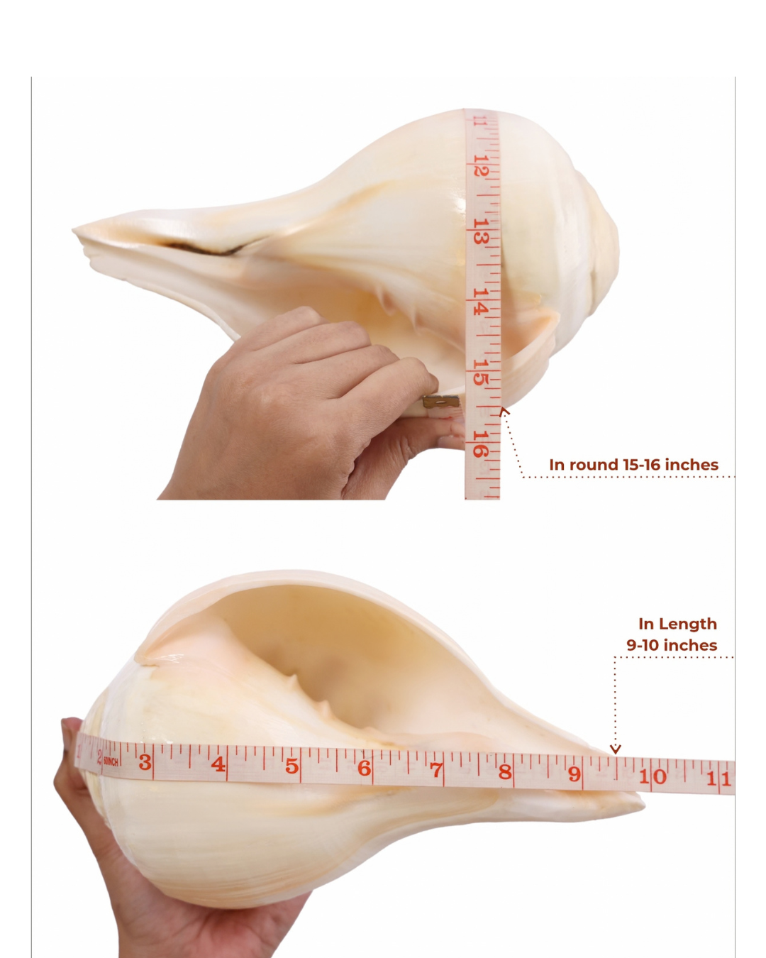 Natural Padam Shankh - Large Sizes (Vibrating 'Om' Sound)