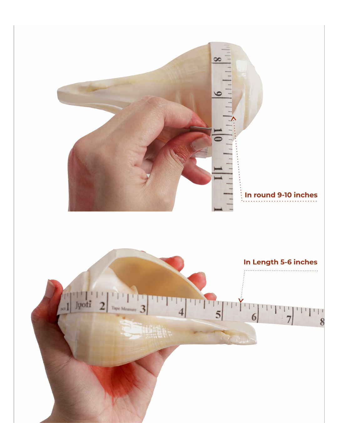Natural Padam Shankh - Small Sizes (Sharp and Loud Sound)