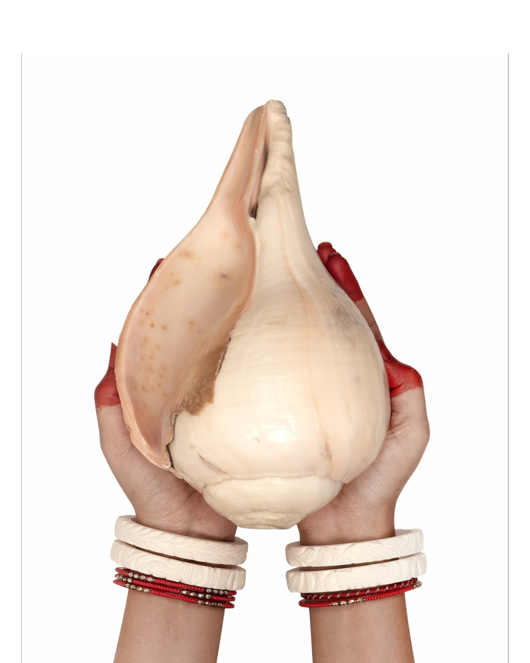 Natural Padam Shankh - Large Sizes (Vibrating 'Om' Sound)