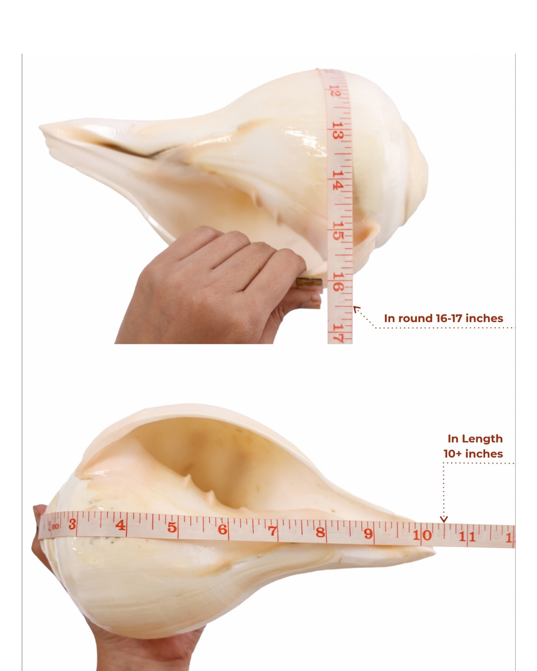 Natural Padam Shankh - Large Sizes (Vibrating 'Om' Sound)