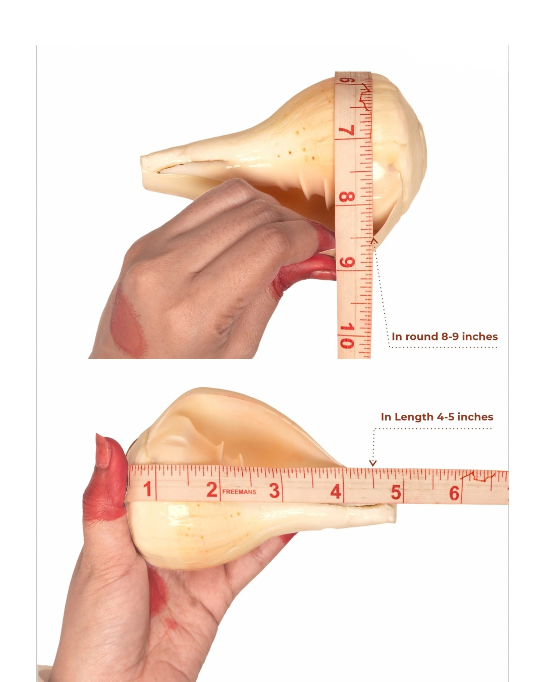 Natural Padam Shankh - Small Sizes (Sharp and Loud Sound)