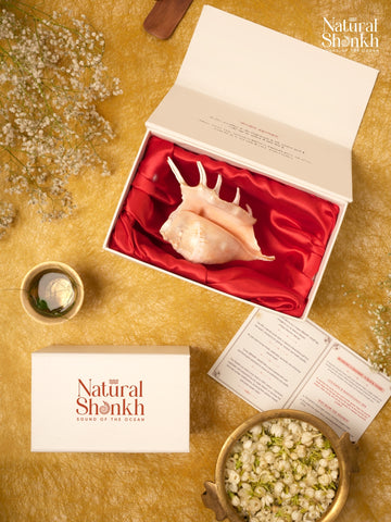 Panch-Mukhi Shankh (Standard Size)