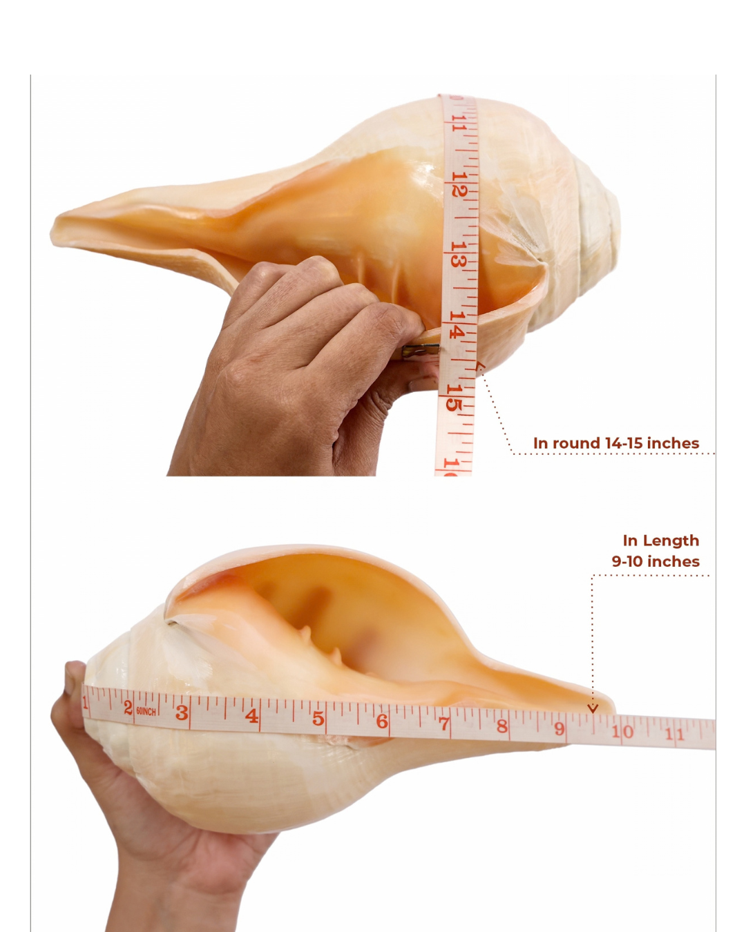 Vishnu Shankh (Natural Peach) - Large Sizes (Vibrating "Om" Sound)