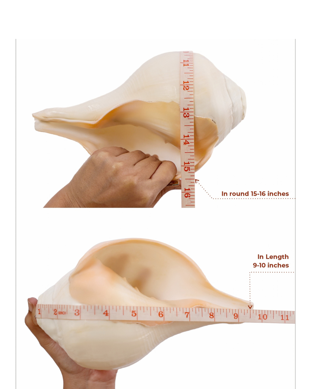 Vishnu Shankh (Natural Peach) - Large Sizes (Vibrating "Om" Sound)