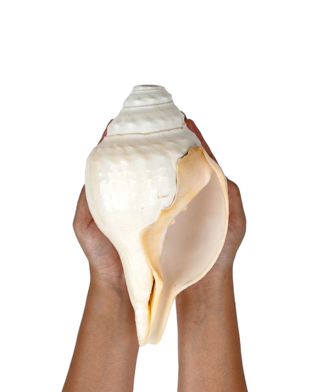 Vishnu Shankh (Natural Peach) - Large Sizes (Vibrating "Om" Sound)