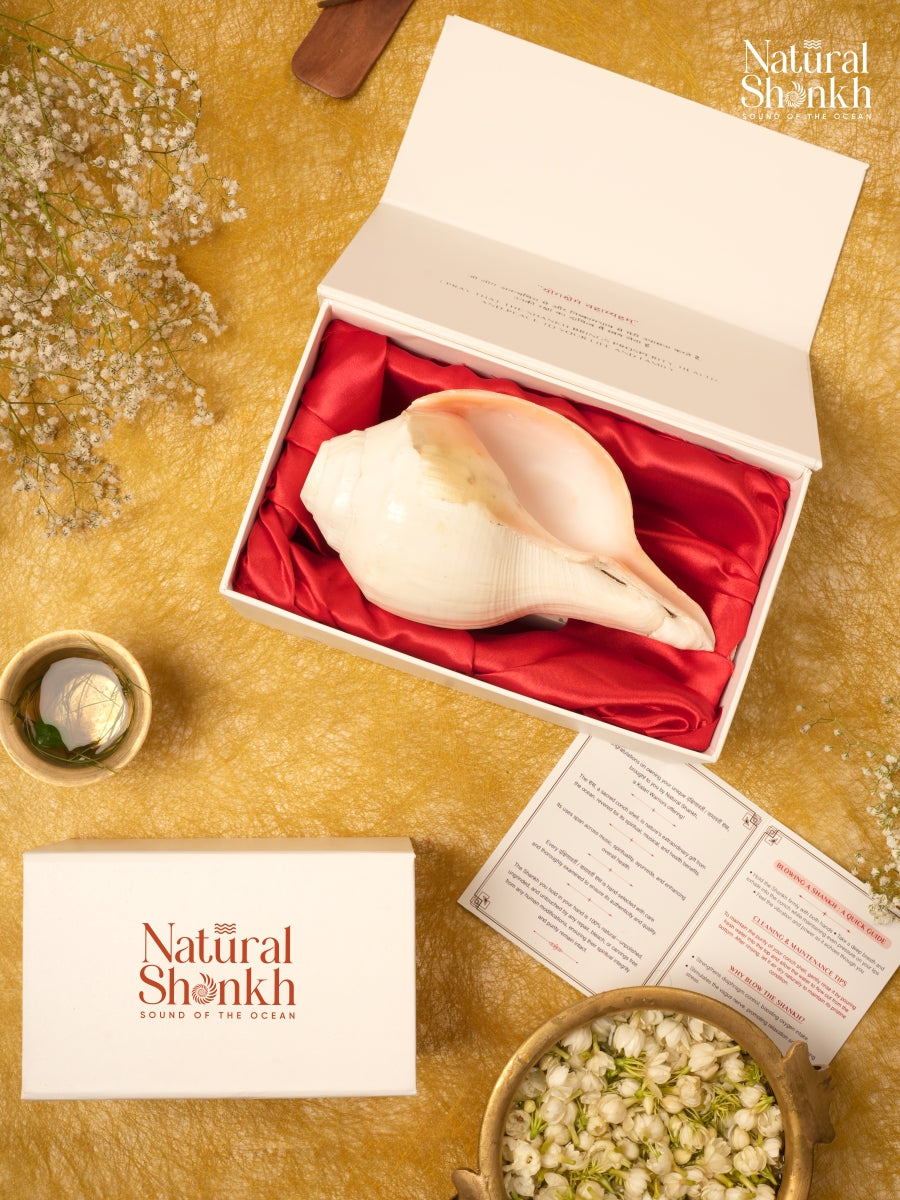 Vishnu Shankh (Natural Peach)