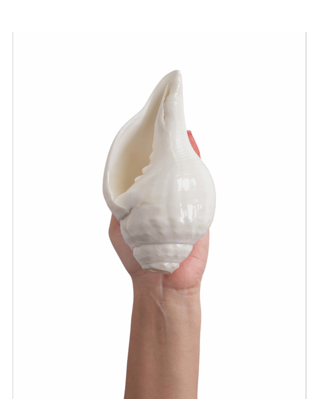 Vishnu Shankh (Natural White) - Small Sizes (Sharp and Loud Sound)