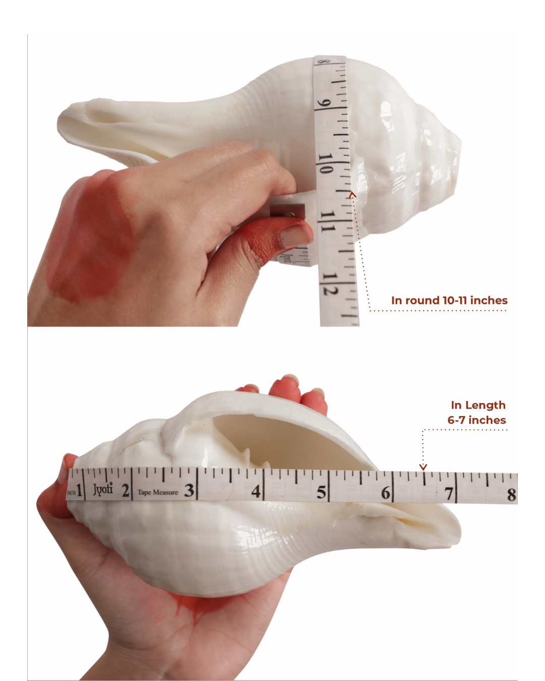 Vishnu Shankh (Natural White) - Small Sizes (Sharp and Loud Sound)