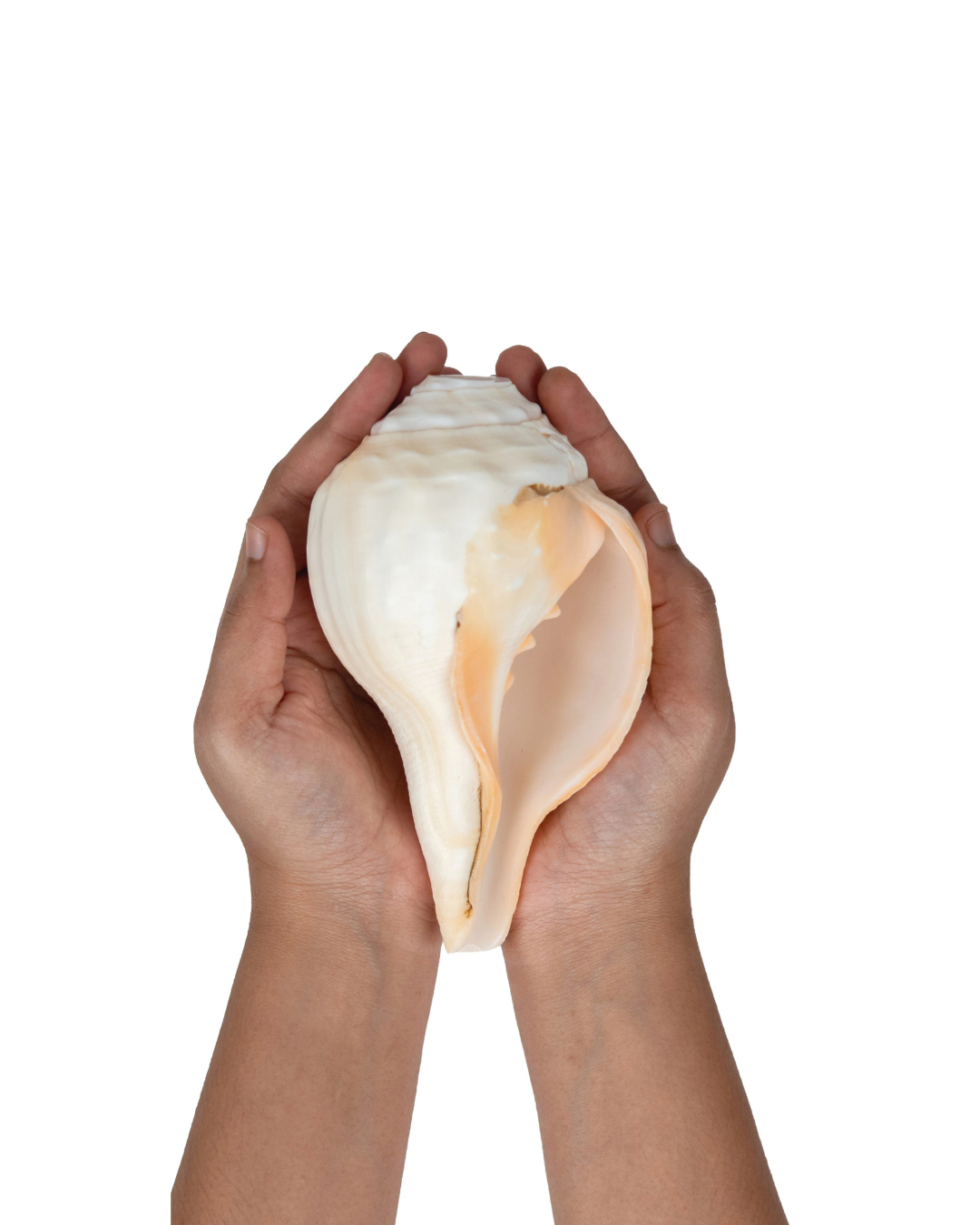 Vishnu Shankh (Natural Peach) - Small Sizes (Sharp and Loud Sound)