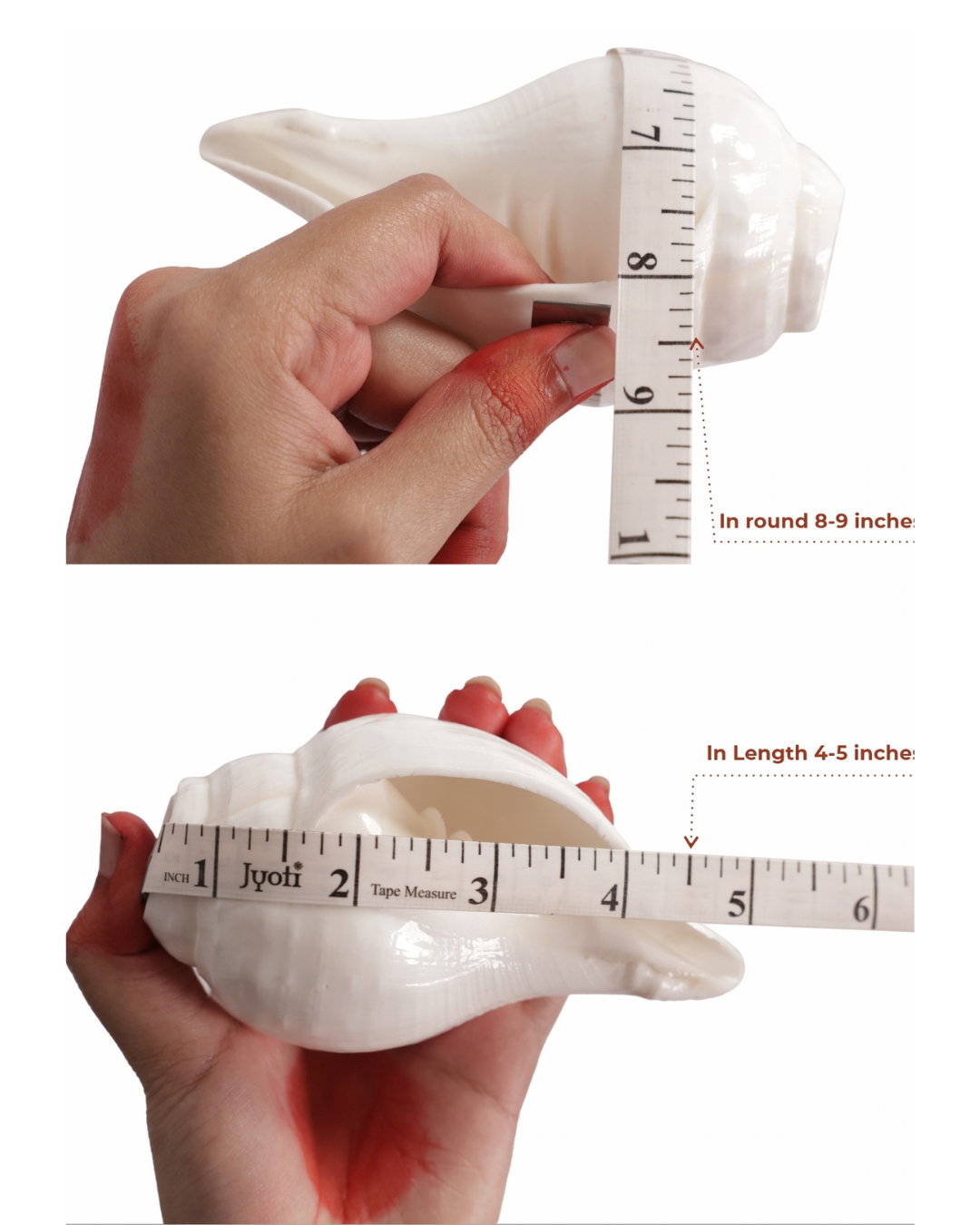 Vishnu Shankh (Natural White) - Small Sizes (Sharp and Loud Sound)