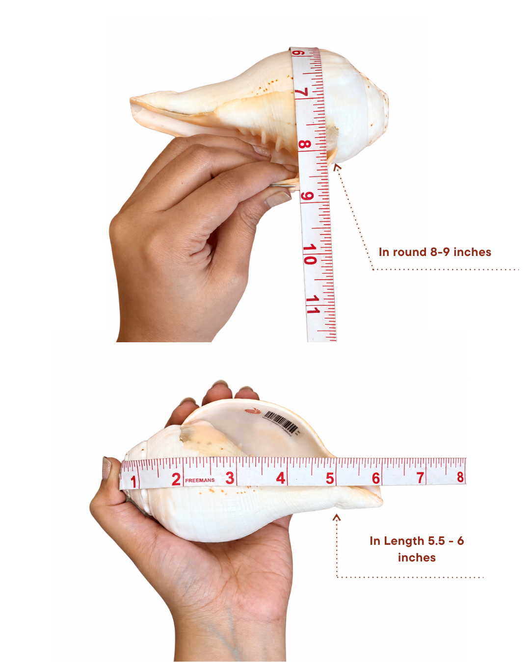 Vishnu Shankh (Natural Peach) - Small Sizes (Sharp and Loud Sound)