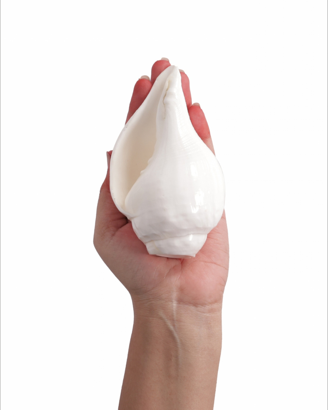 Vishnu Shankh (Natural White) - Small Sizes (Sharp and Loud Sound)