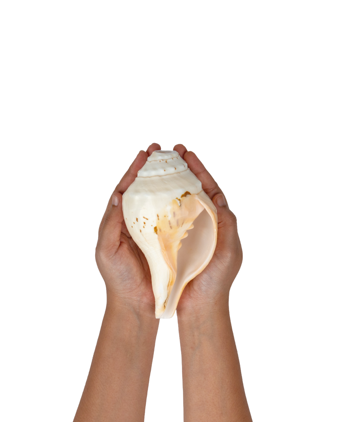 Vishnu Shankh (Natural Peach) - Small Sizes (Sharp and Loud Sound)