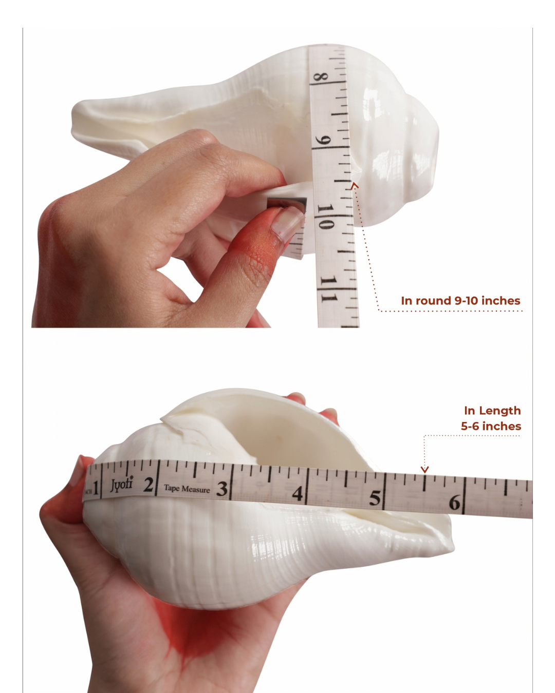 Vishnu Shankh (Natural White) - Small Sizes (Sharp and Loud Sound)