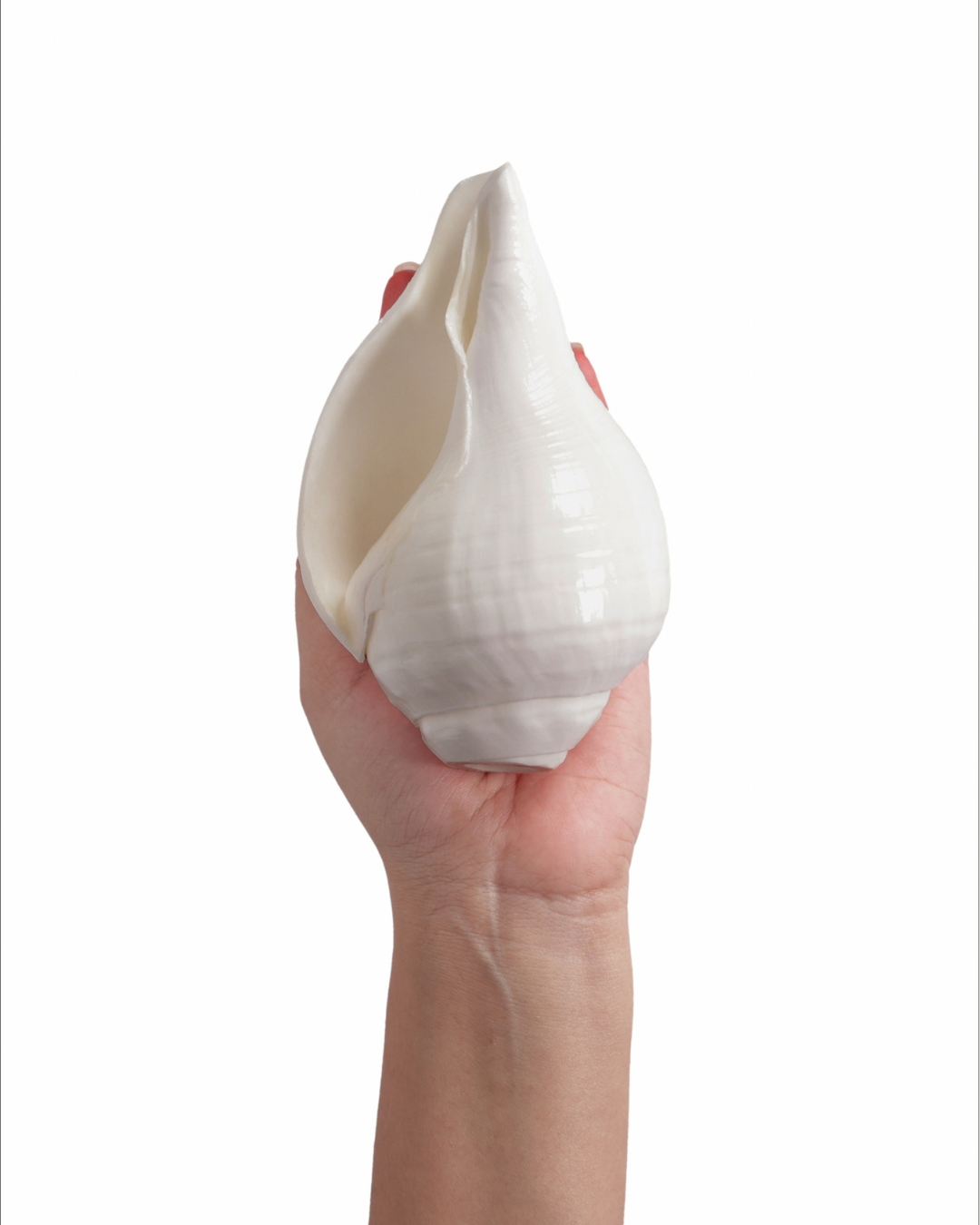 Vishnu Shankh (Natural White) - Small Sizes (Sharp and Loud Sound)