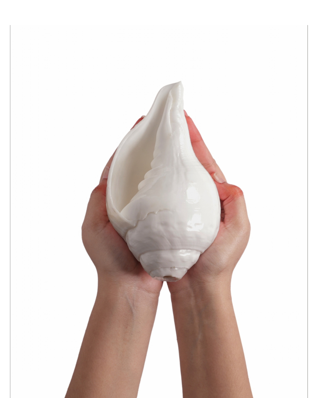 Vishnu Shankh (Natural White) - Medium Sizes (Loud and Soothing Sound)