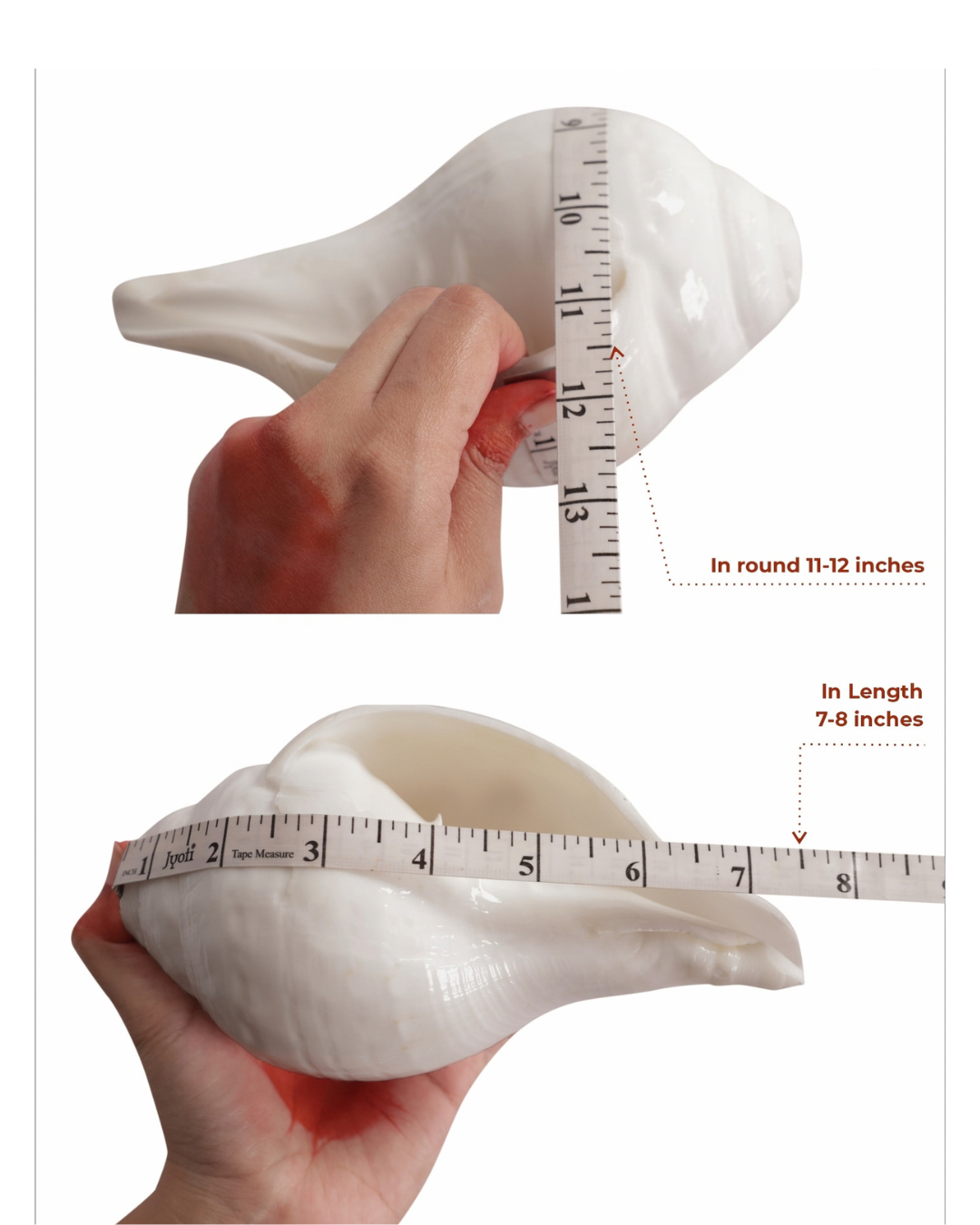 Vishnu Shankh (Natural White) - Medium Sizes (Loud and Soothing Sound)
