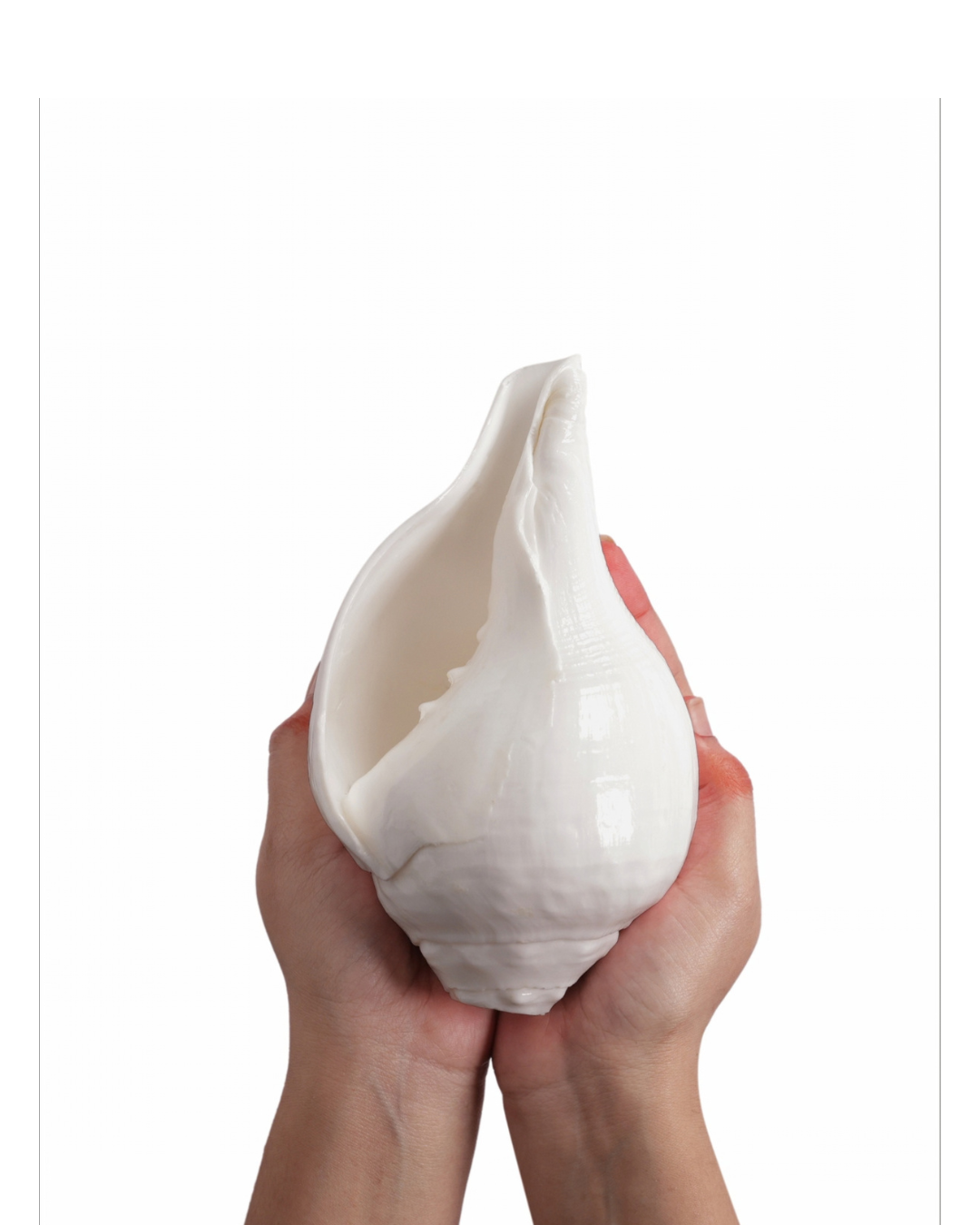 Vishnu Shankh (Natural White) - Medium Sizes (Loud and Soothing Sound)