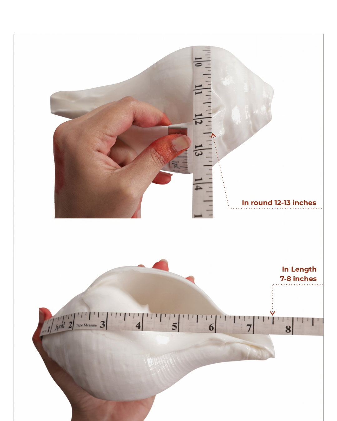 Vishnu Shankh (Natural White) - Medium Sizes (Loud and Soothing Sound)