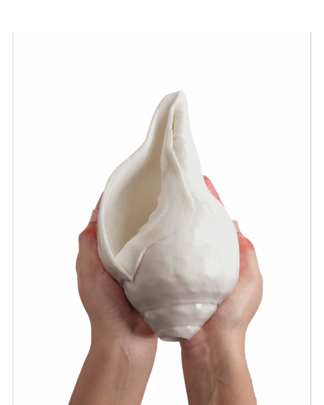 Vishnu Shankh (Natural White) - Medium Sizes (Loud and Soothing Sound)