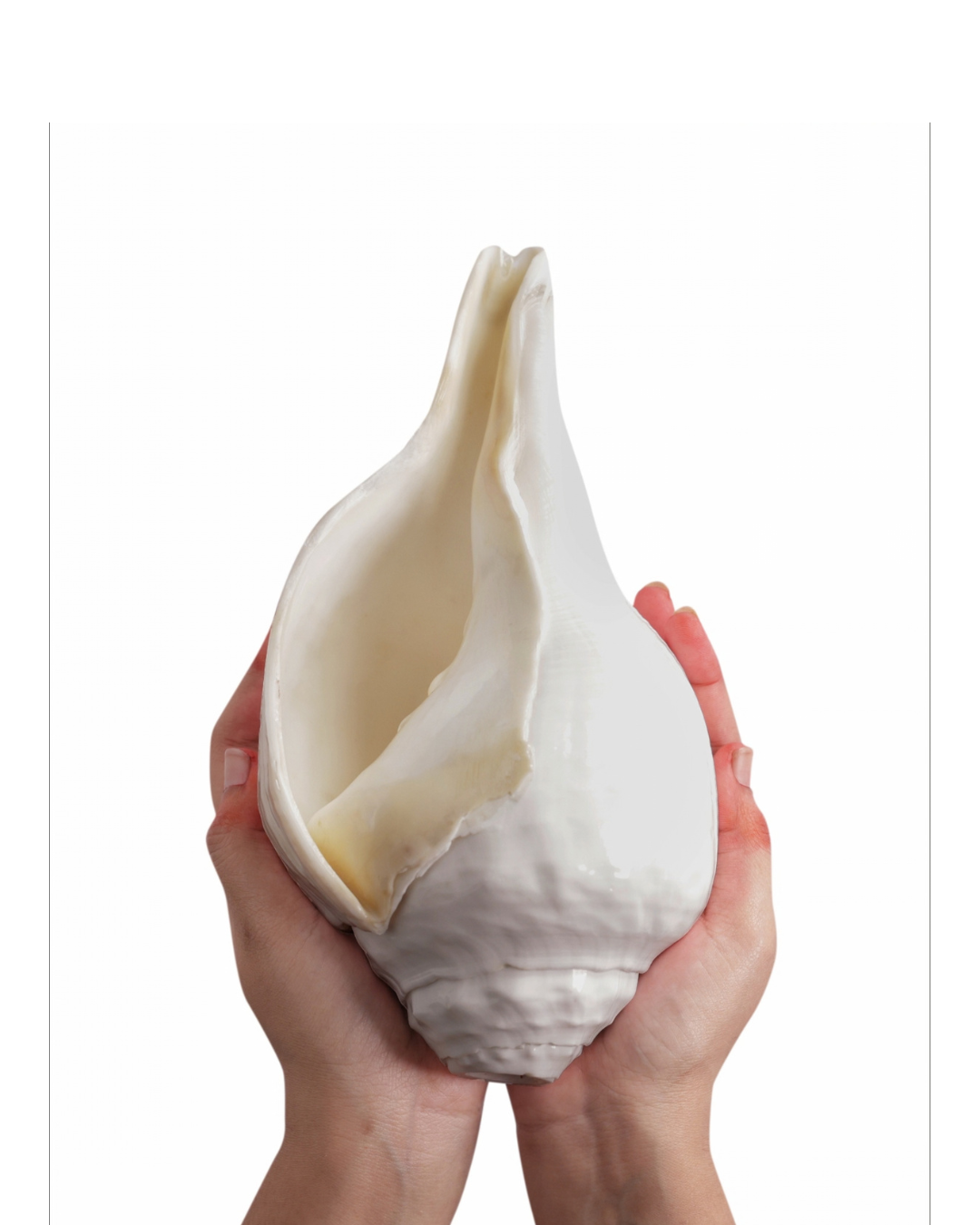 Vishnu Shankh (Natural White) - Large Sizes (Vibrating 'Om' Sound)